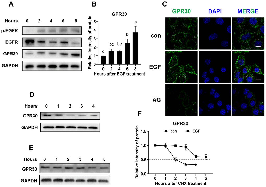EGFR positively regulates GPR30 protein stability. Primary FGCs were treated with EGF to determine whether GPR30 accumulated after EGFR activity. (A) Western blot of proteins in FGCs after EGF treatment. (B) Graphical representation of the quantification of GPR30 protein levels shown in panel A. (C) Immunolabeling of the FGCs with GPR30 antibody (green) and DAPI (blue), bar=10 μm. (D) Western blot of GPR30 in FGCs treated with CHX only. (E) Western blot of GPR30 in FGCs treated with CHX plus EGF. (F) Graphical representation of the quantification of GPR30 protein levels shown in panels D (con) and E (EGF) to determine protein half-life. Data are presented as fold induction relative to the unstimulated control (0 h). The bars of panels B and F are presented as average±SEM. Different lowercase letters indicate significant differences between groups (p