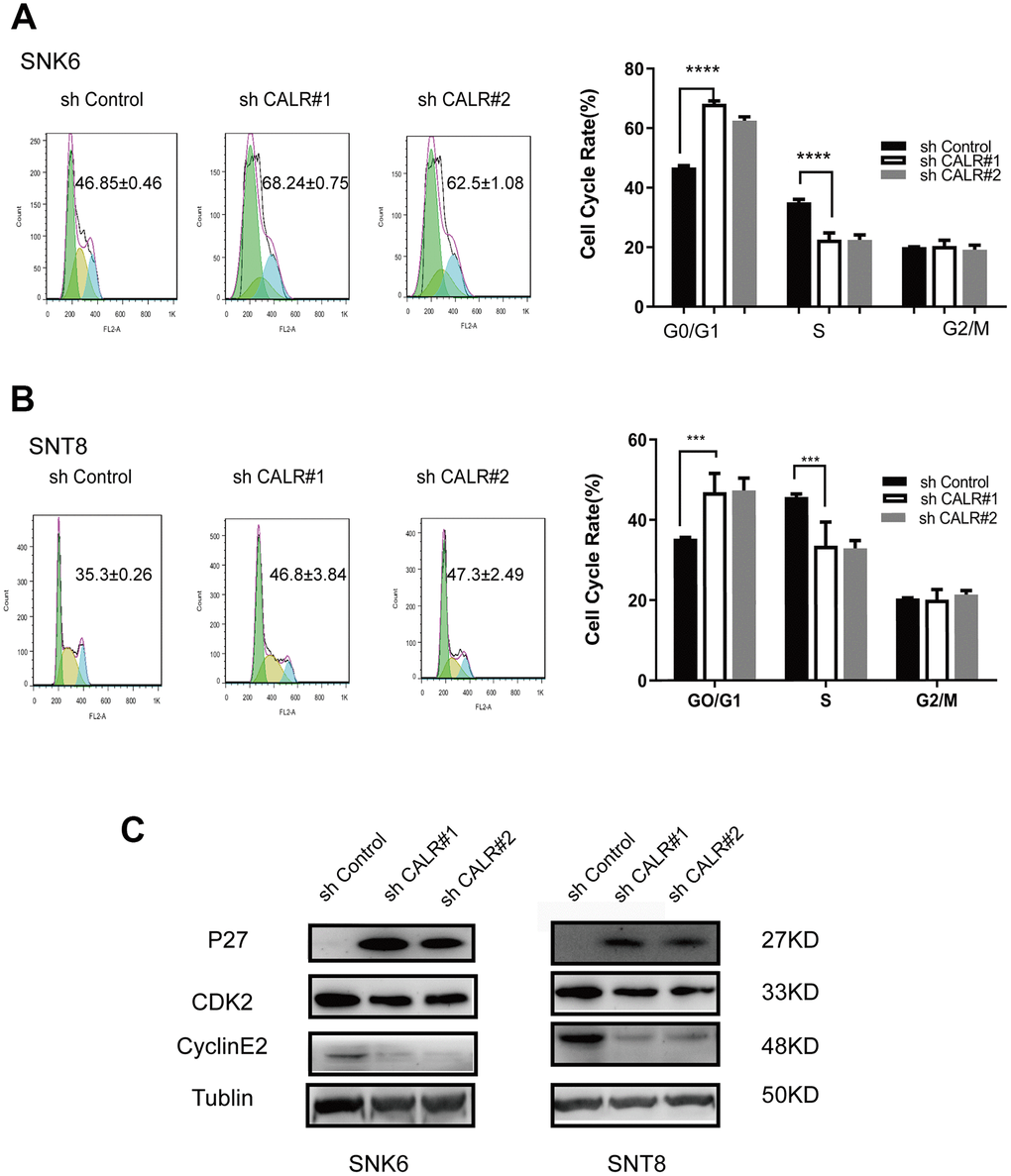 CALR knockdown inhibits G1 to S-phase cell cycle transition in NKTCL cell lines. (A, B) Flow cytometry analysis shows the proportions of G0/G1 phase and S-phase cells in the control and CALR-knockdown SNK6 and SNT8 cell lines. The cells were stained with PI. (C) Western blot analysis shows the expression of cell cycle regulatory proteins, P27, CDK2 and Cyclin E2 in the control and CALR-knockdown SNK6 and SNT8 cell lines. Note: All experiments were performed in triplicates; P values were analyzed using ANOVA; **** P P 