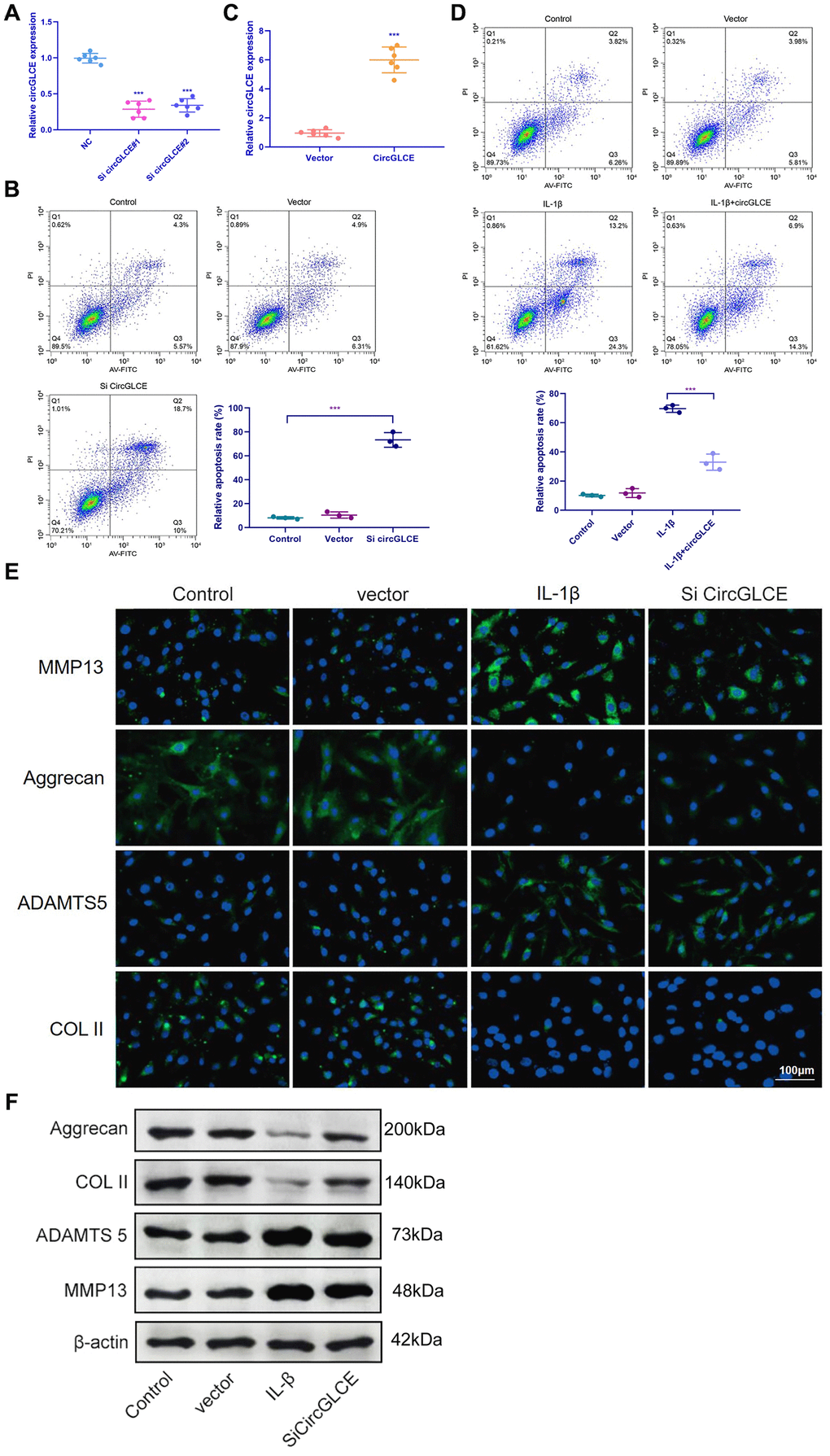 Knockdown of CircGLCE induces apoptosis and the upregulation of matrix-degrading enzymes in NP cells. (A) Forty-eight hours after transfecting NP cells with CircGLCE siRNA or a negative control, RT-qPCR showed that CircGLCE expression was effectively downregulated by silencing (n=6, ***P B) Flow cytometry showed an increased rate of apoptosis in NP cells in response to silencing CircGLCE, which was indicated by increased accumulation of signals in Q2 (n=3, *** PC) NP cells were transfected with CircGLCE lentivirus or the corresponding negative control, and RT-qPCR showed that CircGLCE expression was effectively upregulated (n=6, ***P D) Flow cytometry showed that overexpressed CircGLCE partially reversed the apoptosis of NP cells that was promoted by treatment with IL-1β (n=3, *** PE) Shown by immunofluorescence analyses, silencing CircGLCE resulted in increased expression of MMP13 and ADAMTS 5 as well as decreased expression of COL II and Aggrecan. (F) Western blot analysis (n=3) confirmed the results in (E). Data are the mean #x00B1; SEM.