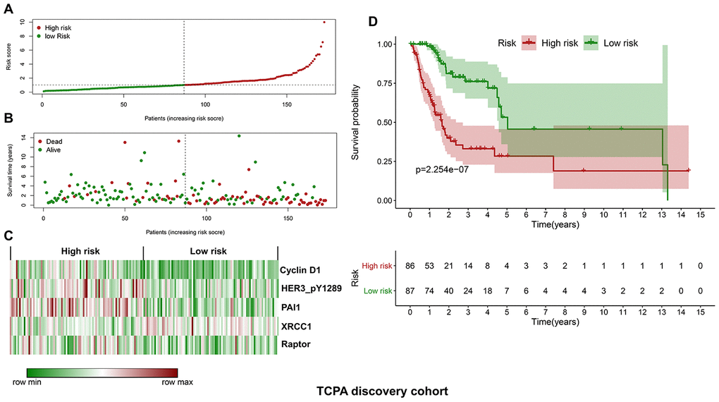 Construction of a protein-based prognostic signature based on the TCPA discovery cohort. (A) The distribution of risk scores in the low and high-risk groups. The risk scores for all patients in discovery cohort are plotted in ascending order and are divided by the threshold (vertical dotted line). The dots in the left (green) and right (dark red) side of the vertical dotted line belong to the low and high-risk groups, respectively. The risk scores are gradually increased from the low-risk group to high-risk group. (B) The pattern of survival time and survival status in low and high-risk groups. The dots in the left and right side of the vertical dotted line belong to the low and high-risk group, respectively. The dark red and green dots indicate death and survival, respectively. The high-risk group has a significantly higher mortality rate than the low-risk group. (C) The expression levels of the five prognostic proteins for each patient in the discovery cohort, with dark red indicating higher expression and green representing lower expression. (D) Survival analysis demonstrates that the patients in the high-risk group have statistically significant worse OS than those in low-risk group.