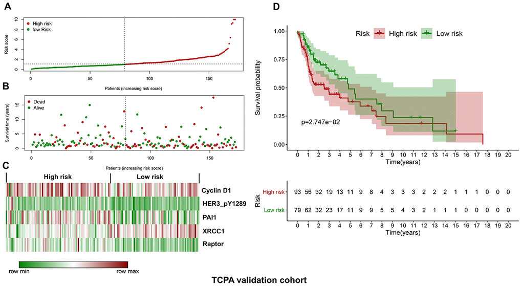 Validation of the protein-based prognostic signature with the TCPA validation cohort. (A) The distribution of risk scores in the low and high-risk groups. The risk scores for all patients in the validation cohort are plotted in ascending order and are divided by the threshold (vertical dotted line). The green and dark red dots belong to the low and high-risk groups, respectively. The risk scores are gradually increased from the low-risk group to high-risk group. (B) The pattern of survival time and survival status in low and high-risk groups. The dots in the left and right side of the vertical dotted line indicate the patients in the low and high-risk group, respectively. The dark red and green dots represent death and survival, respectively. The mortality rate is markedly higher in the high-risk group than in the low-risk group. (C) The expression levels of the five prognostic proteins for each patient in the validation cohort. The dark red color is indicative of higher relative expression and the green color represents lower expression (D) Survival analysis of the association between risk score and OS of HNSCC in the validation cohort. The OS is significantly shorter in patients in the high-risk group than those in the low-risk group.