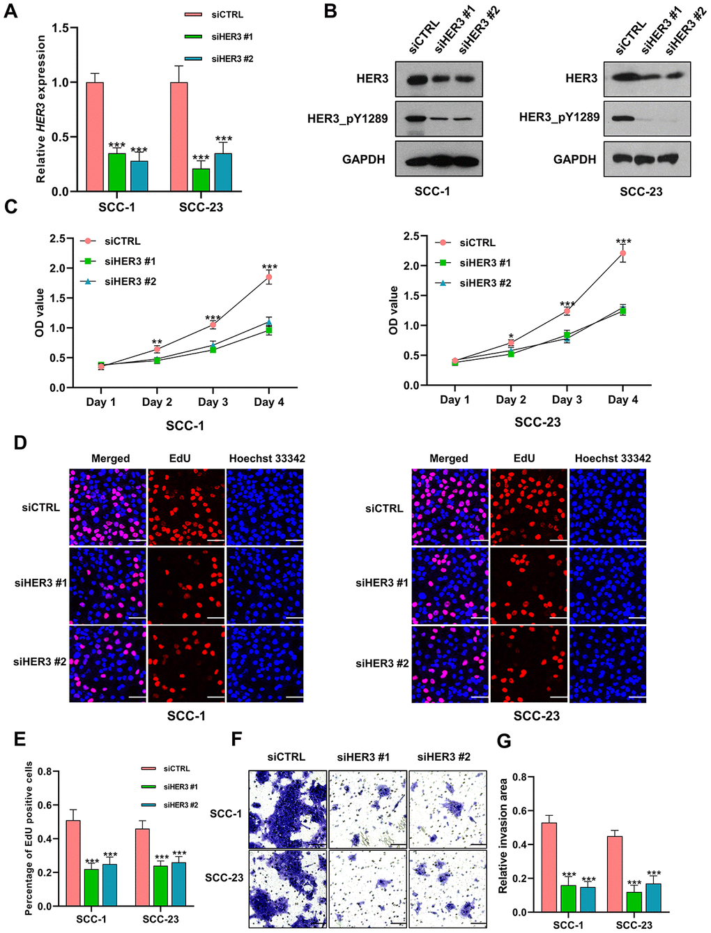 Knockdown of HER3 suppresses the proliferation and invasion of HNSCC cells. (A) The expression level of HER3 mRNA is significantly lower in siHER3 treated cells compared to the siCTRL treated cells. (B) Western blot shows that the levels of HER3 and HER3