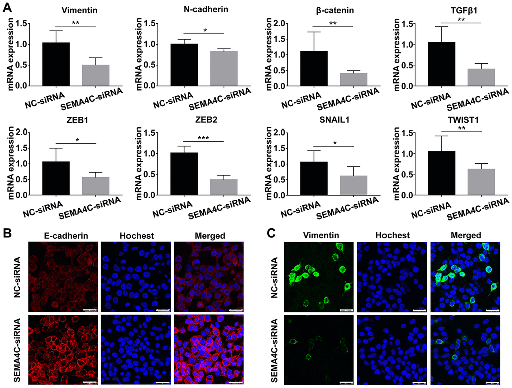 SEMA4C silencing decreases the expression of EMT markers in the LoVo cells. (A) QRT-PCR analysis shows the relative mRNA expression of EMT-related genes in the control and SEMA4C-silenced LoVo cells. ***, P P P B, C) Representative immunofluorescence images (Scale bars=25 μm) show the levels of E-cadherin (red) (B) and Vimentin (green) (C) proteins in the control and SEMA4C-silenced LoVo cells. The nuclei are stained with Hoechst (blue).