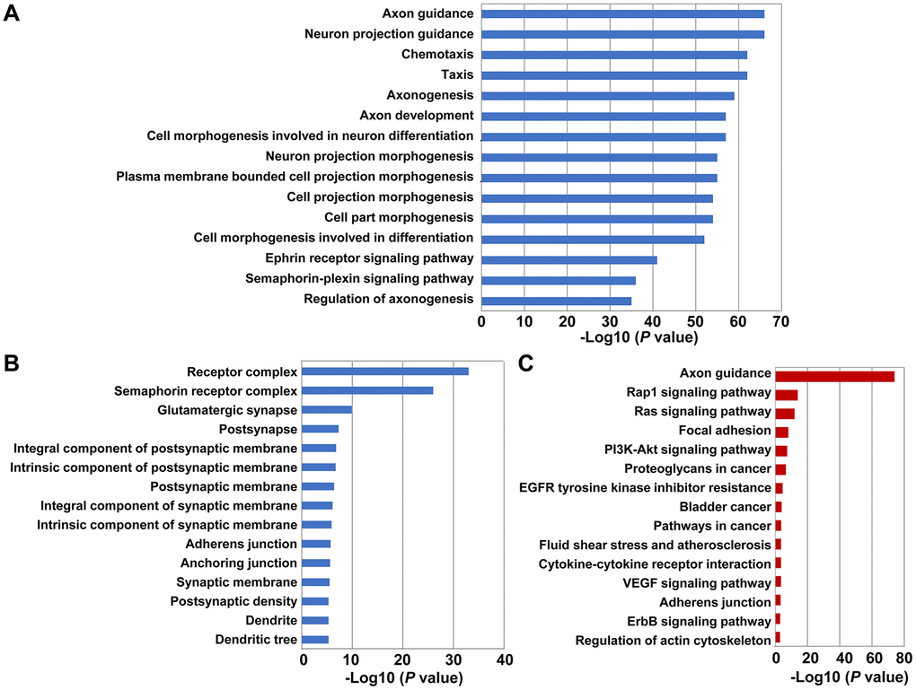 Functional enrichment analysis of GO terms and KEGG pathways related to SEMA4C and 50 SEMA4C-associated genes in CRC tissues. (A, B) The GO terms for the enriched (A) biological functions, and (B) cellular components related to SEMA4C and 50 SEMA4C-associated genes in the CRC tissues are shown. (C) The enriched KEGG pathways related to SEMA4C and 50 SEMA4C-associated genes in the CRC tissues are shown.