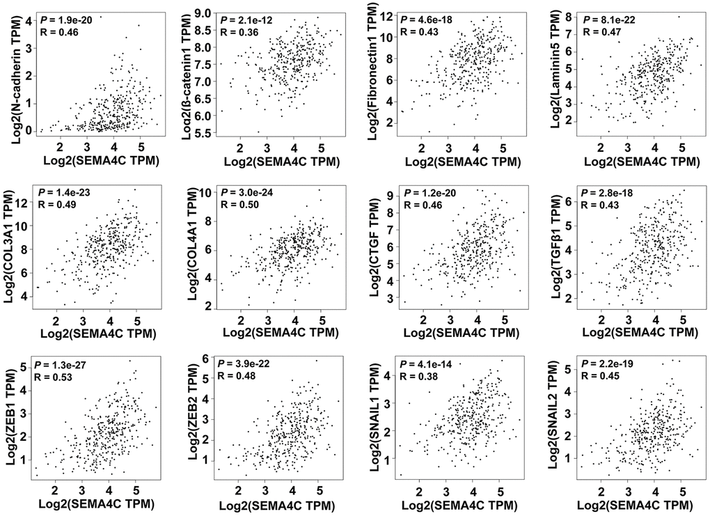 SEMA4C expression correlates with the expression of EMT-related genes in CRC patients. Spearman’s correlation analysis results show the association between SEMA4C levels and the expression of EMT-related genes, including N-cadherin, β-catenin, Fibronectin1, Laminin5, COL3A1, COL4A1, CTGF, TGFβ1, ZEB1, ZEB2, SNAIL1, and SNAIL2 in the CRC tissues using the GEPIA database. Note: TPM, transcripts per million; R denotes the Spearman correlation coefficient.