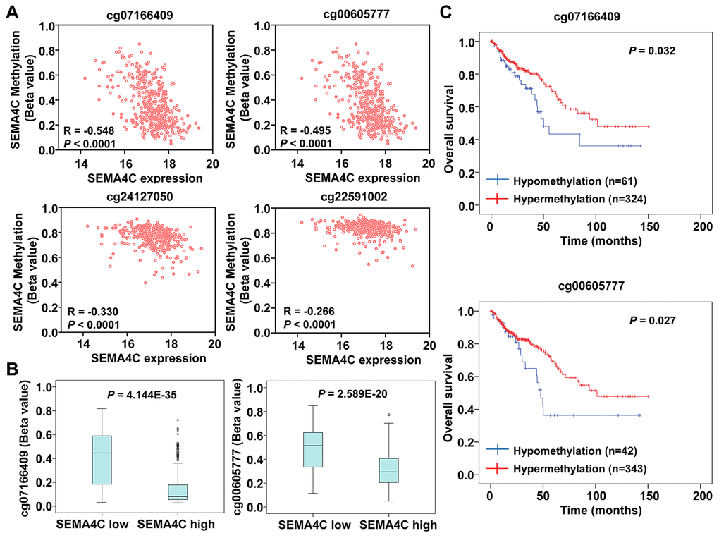 SEMA4C expression negatively correlates with the DNA methylation status of the SEM4AC gene in the CRC patients. (A) Spearman’s correlation analysis shows the relationship between DNA methylation status of the SEMA4C gene and the expression levels of SEMA4C mRNA in the CRC samples. Note: R denotes the Spearman’s correlation coefficient. (B) Boxplots show the methylation levels of the CpG island shore, cg07166409 (left) and cg00605777 (right) in the SEMA4C gene in CRC patients with low- and high-expression of SEMA4C. (C) Kaplan-Meier survival curves show the OS of TCGA-CRC patients with hypomethylation (blue line) and hypermethylation (red line) of the SEMA4C gene in the CpG island shore, cg07166409 (above) and cg00605777 (below).