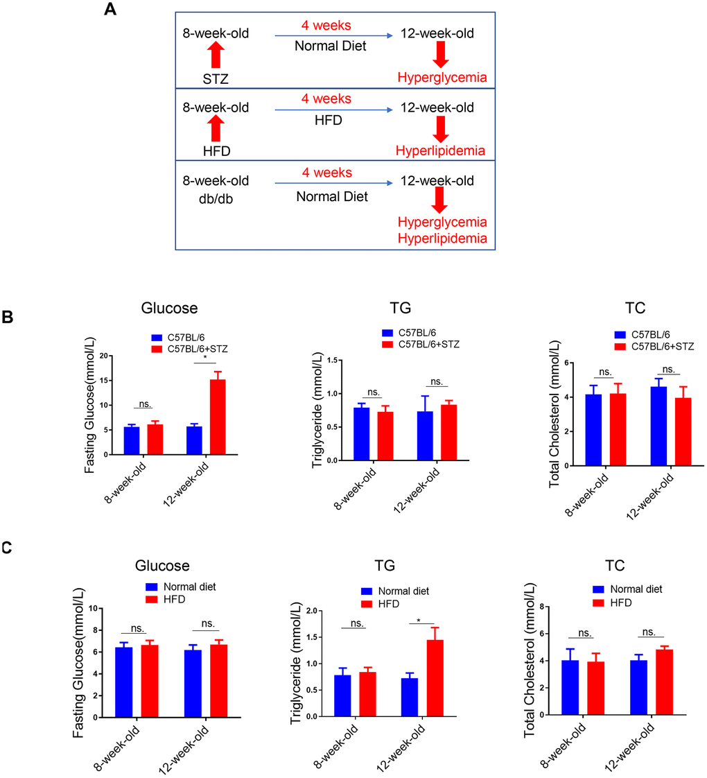 Lipid content in the liver of differently treated mice. (A) Summarized data of the effects of short-term (4 weeks) STZ-, HFD-, LEPR-deficiency (db/db) treatments on circulating glucose and lipid levels. (B) Time course analysis of circulating glucose, TG, TC levels in STZ-treated C57BL/6 mice and control mice (n=3-4, *pC) Time course analysis of circulating glucose, TG, TC levels in HFD-treated C57BL/6 mice and control mice (n=3-4, *p