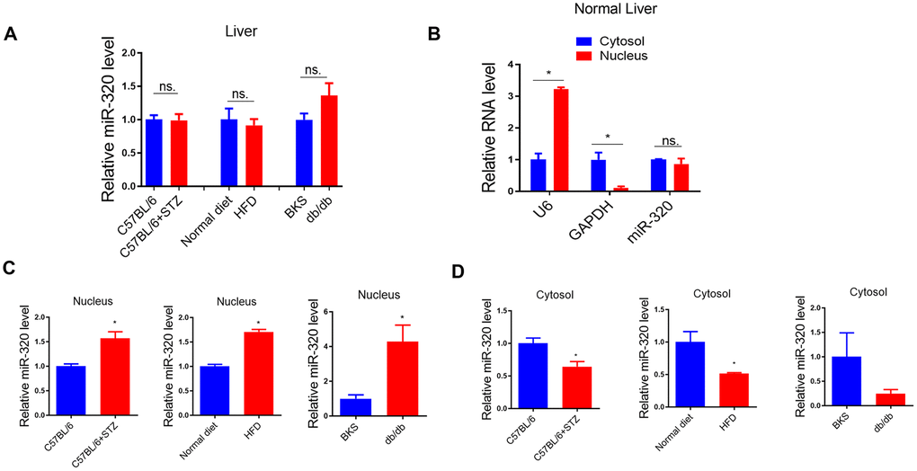 MiR-320 overexpression increased liver lipid content in differently treated mice. (A) MiR-320 levels in STZ-treated C57BL/6 mice, HFD-treated C57BL/6 mice, and db/db mice liver were determined by quantitative real-time PCR (n=6). (B) Cytoplasmic and nuclear miR-320 levels in normal mice liver were detected by cell fractionation followed by RT-qPCR. GAPDH mRNA and U6 RNA were served as cytoplasmic and nuclear markers. MiR-320 was similarly expressed in nucleus and cytoplasm (n=3, *pC, D) Cytoplasmic and nuclear miR-320 levels in STZ-treated C57BL/6 mice (B), HFD-treated C57BL/6 mice (C), and db/db mice (D) liver were determined using cell fractionation followed by quantitative real-time PCR (n=3, *p