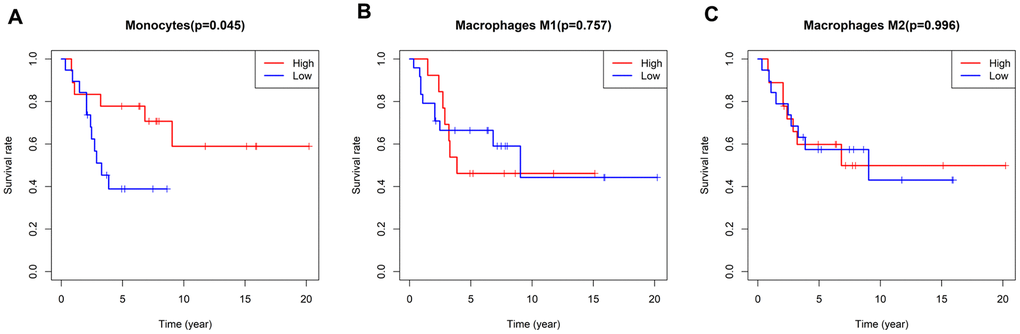 Survival plots based on the median proportions of specific immune cell subsets. (A) Kaplan-Meier curves showing the different survival rates in patients with high and low-densities of monocytes. (B, C) There were no differences in patients’ survival times according to the levels of M1 and M2 macrophages. The results were generated using the R software package survival.