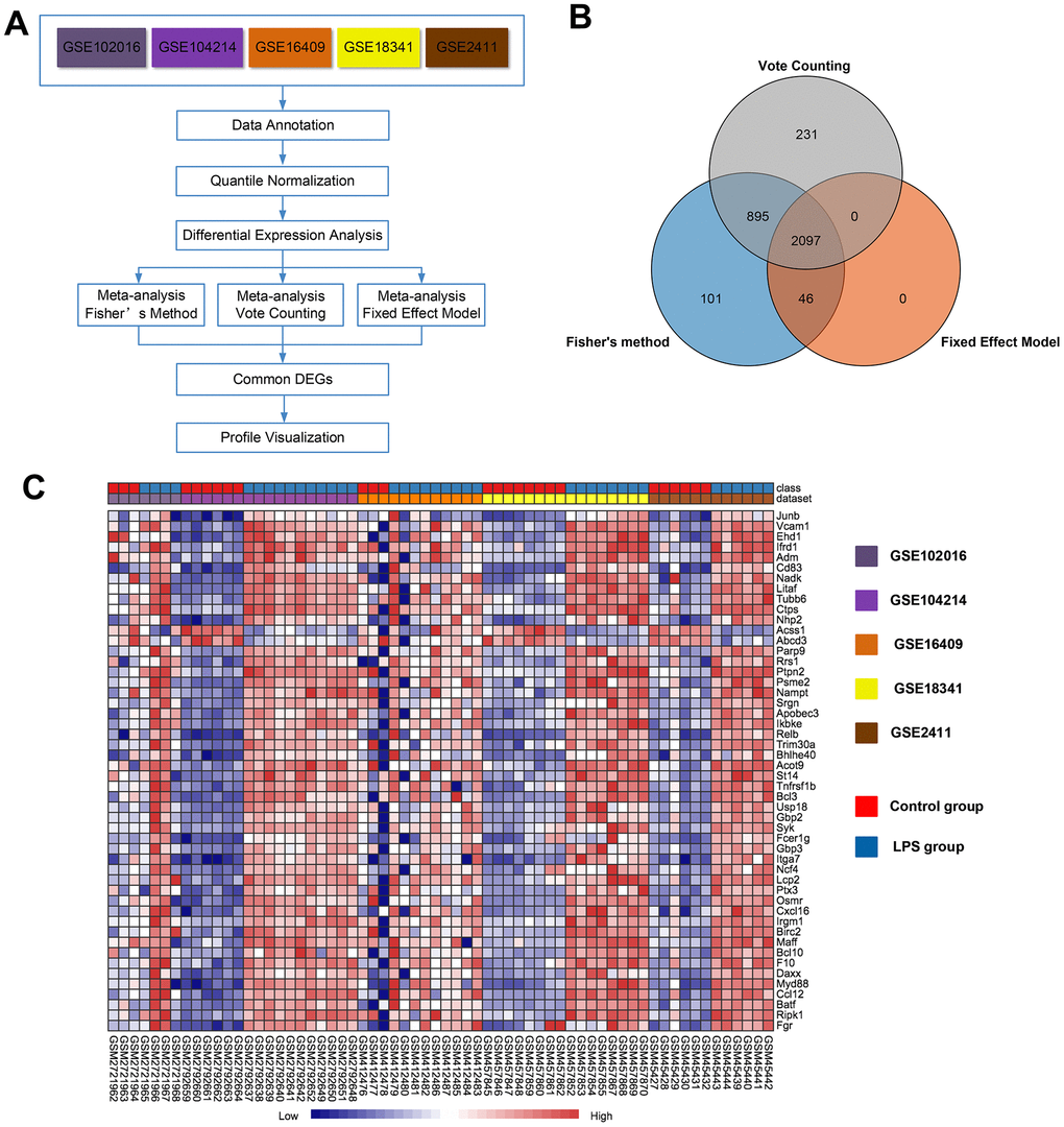 Meta-analysis of five microarrays to identify genes related to LPS induction. (A) Flowchart of the meta-analysis approach. (B) Venn diagram of differentially expressed genes identified by the meta-analysis using Fisher's method, the vote-counting method, and a fixed-effect model. (C) Heat map visualization of the top 50 consistently differentially expressed genes (either completely upregulated or downregulated) across the five microarrays identified by the meta-analysis (row-wise comparison).