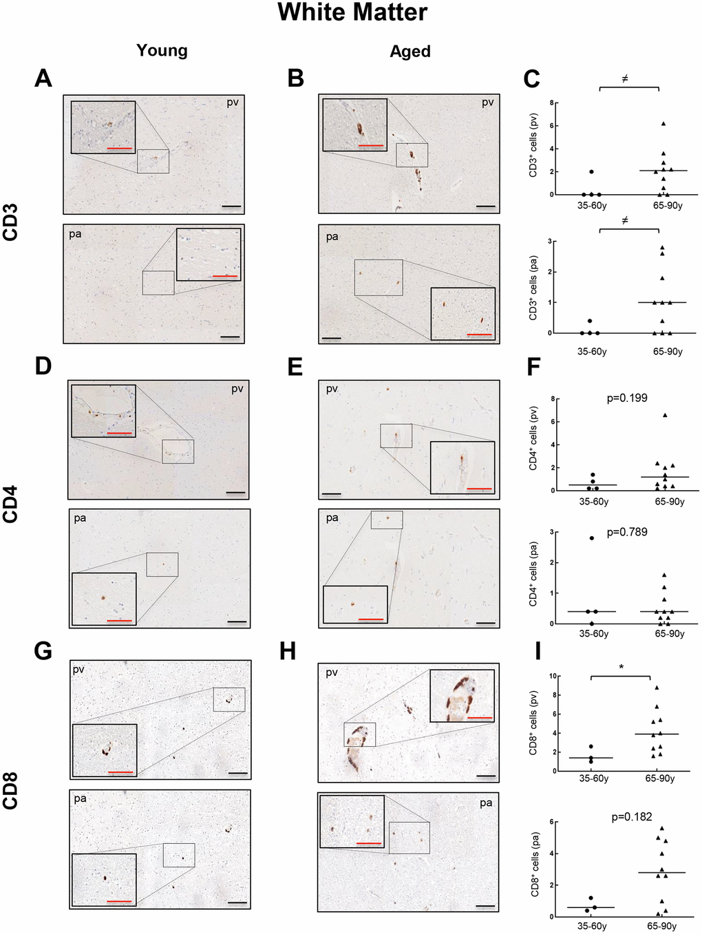 Comparison of CD3+, CD4+ and CD8+ cells with physiological aging in white matter. Representative images and quantification of CD3 (A–C), CD4 (D–F) and CD8 (G–I) expression in young and aged individuals. Data are presented as number of positive cells per mm2 with median bar. Red scale bar: 50 μm; black scale bar: 100 μm. White matter (WM), perivascular region (pv), brain parenchyma (pa).