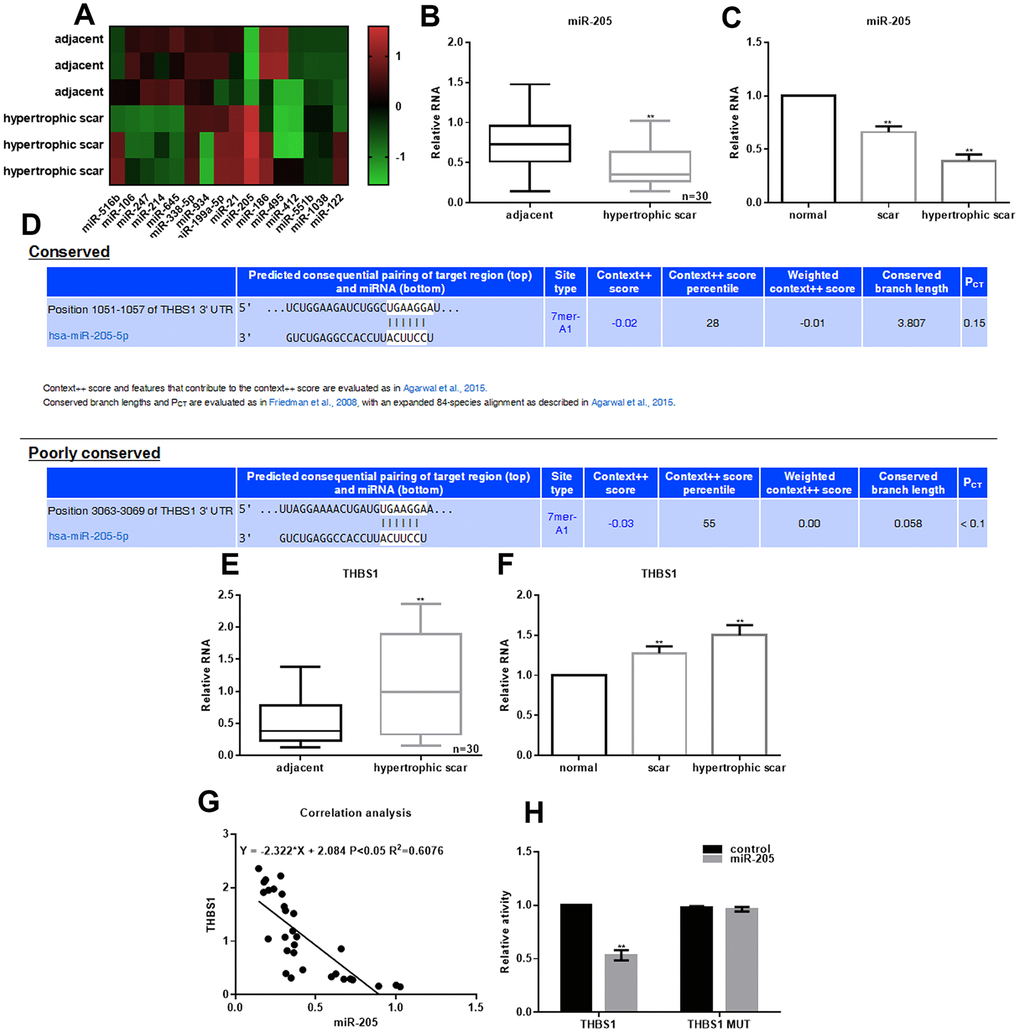 Downregulation of miR-205 expression in hypertrophic scars. (A) Different expression of miRNAs in adjacent skin and hypertrophic scars was accessed by miRNA microarray analysis. (B, C) miR-205 expression in hypertrophic scars tissues and fibroblasts was examined. **P D) The schematic of binding sites between miR-205 and THBS1 3’-UTR. (E, F) THBS1 expression in hypertrophic scars tissues and fibroblasts was examined. **P G) The correlation between miR-205 and THBS1 expression was estimated. P H) The relative dual-luciferase activity of THBS1 in cells expressing miR-205 was determined by dual-luciferase assay. **P vs. control.