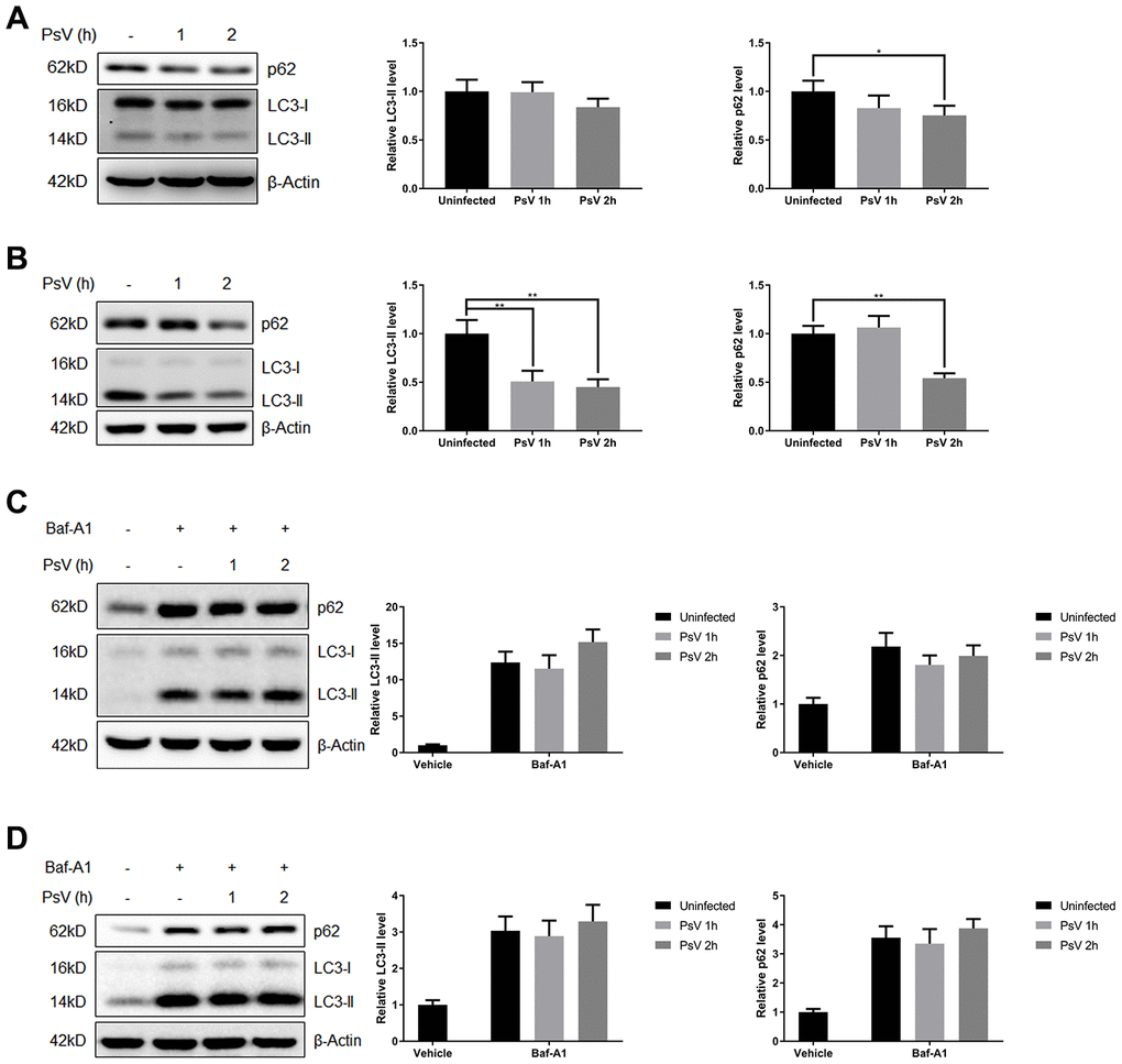 Autophagy flux is promoted by HPV11 PsVs upon entry of keratinocytes. (A, B) Western analysis and quantification of the autophagy marker proteins p62 and LC3 in NHEKs (A) or HaCaT cells (B) during HPV11 PsV entry. β-Actin was included as loading control. The data are normalized to β-Actin levels and the uninfected control, and expressed as the mean and standard deviation from three biological independent experiments. (C, D) Western analysis and quantification of p62 and LC3 in NHEKs (C) or HaCaT cells (D) during HPV11 PsV entry after pre-treatment with the V-ATPase inhibitor bafilomycin A1 (BafA1). The data are normalized to β-Actin levels and the uninfected vehicle control, and expressed as the mean and standard deviation from three biological independent experiments. Significant differences were identified by Student’s t test. *, P 