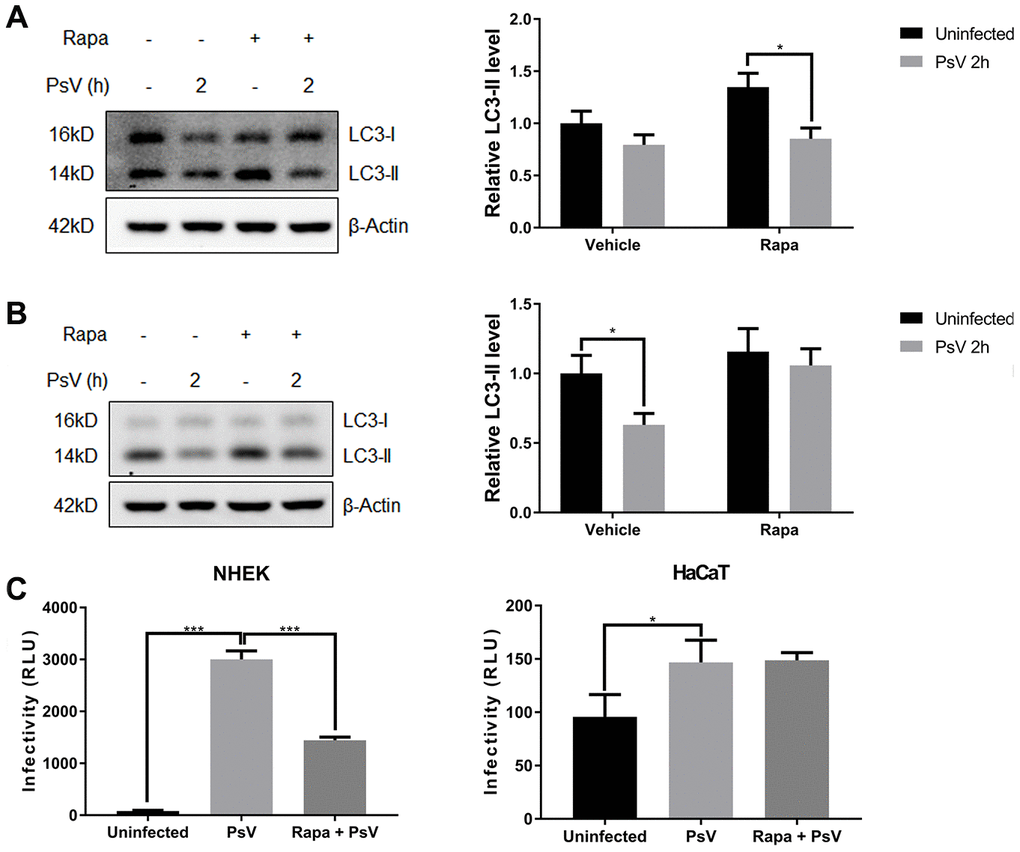 HPV11 PsV infections are reduced by autophagy. (A, B) Western analysis of LC3 in NHEKs (A) or HaCaT cells (B) during HPV11 PsV entry with or without rapamycin pre-treatment. LC3-II levels are normalized to β-Actin and uninfected vehicle control, and expressed as the mean and standard deviation from three biological independent experiments. (C) Infectivity assays using PsVs containing a luciferase expression vector. Luciferase activity is normalized by cell viability and presented as the mean and standard deviation from three biological independent experiments. Significant differences were identified by Student’s t test. *, P 