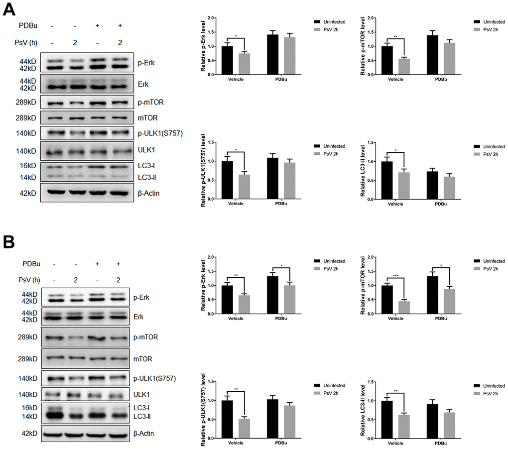 The inhibition of Erk/mTOR signaling by HPV11 PsVs entry was rescued by PDBu pre-treatment in NHEKs (A) or HaCaT cells (B). The ratio of the phosphorylated and total proteins was quantified to demonstrate the activity of Erk and mTOR signaling respectively. The graph represents the mean and standard deviation from three independent repeats. Significant differences were identified by Student’s t test. *, P 