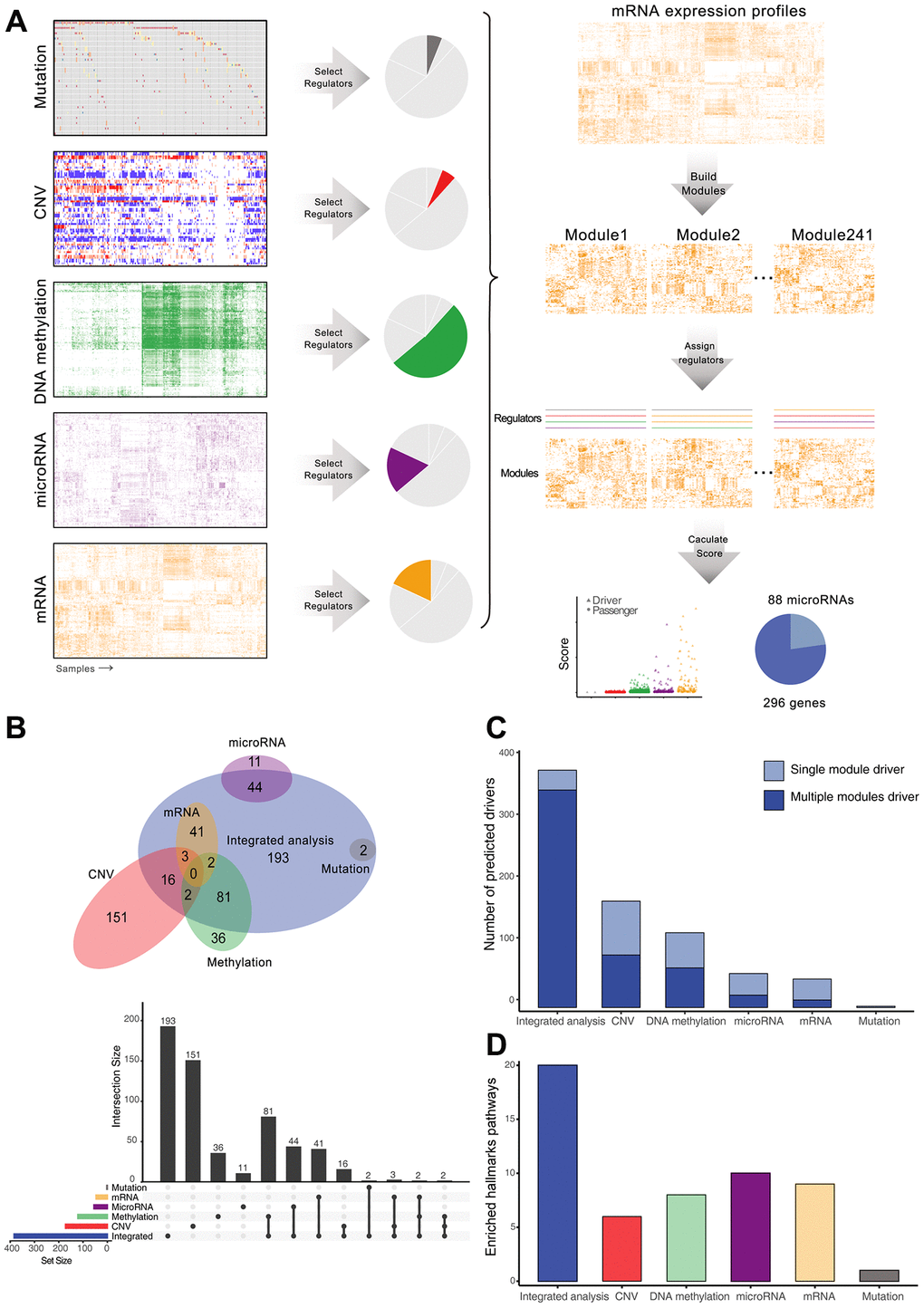 Identification and comparison of HCC drivers by integrative and single-platform approach. (A) Overview of the computational scheme for the systematic identification of drivers in HCC patients. Gray, red, green, purple, and orange represent mutations, copy number, DNA methylation, microRNA and mRNA, respectively. (B) Venn diagram and upset plot showing drivers recognized by different methods. (C) Regulation ability of drivers, measured by the number of modules. (D) Number of significantly enriched cancer hallmarks of driver genes.