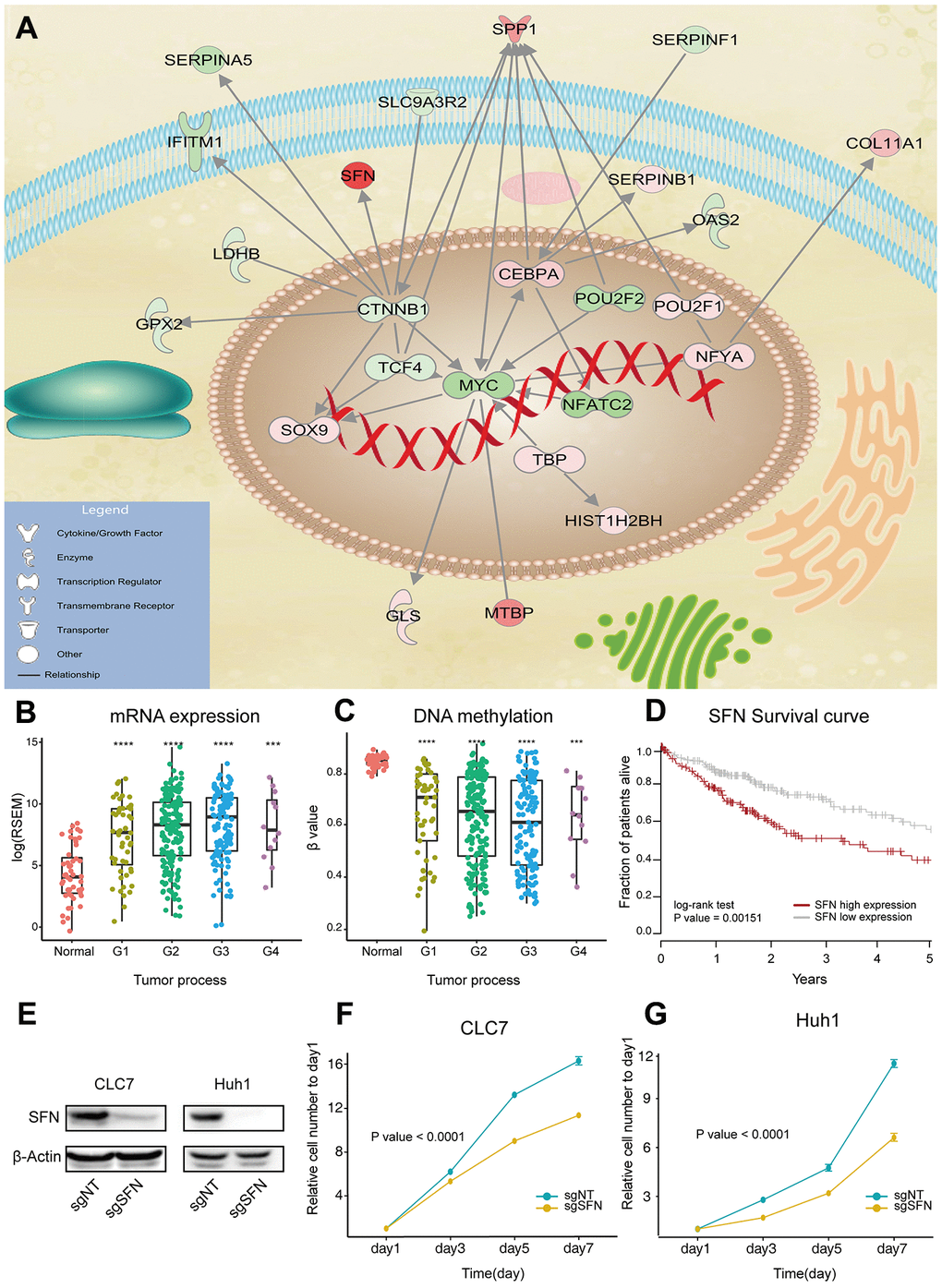 SFN functions as oncogene in HCC. (A) Max regulatory network of drivers, generated by IPA analysis. Edges represent direct regulatory relationships obtained from literature. Red and green nodes represent genes that are increased and decreased in HCC, respectively. (B, C) SFN expression and methylation correlate with HCC progression. P value was determined by Wilcoxon rank sum test: ****P D) Survival of HCC patients with high and low SFN expression. (E) SFN protein levels analyzed by western blotting in SFN knockout cells. (F, G) Proliferation of CLC7 and Huh1 cells transfected with sgRNAs targeting SFN (n=3, regression analysis).