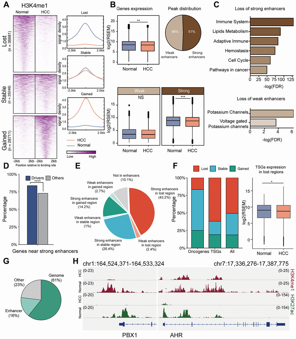 Role of enhancers in HCC. (A) Comparison of H3K4me1 signals in HCC cells (HepG2) and normal liver tissues. (B) Gene expression in enhancer loss regions in HCC and normal tissues. Enhancers were subdivided into strong and weak enhancers by H3K27ac signals. P value was determined by student’s t test: ***P C) Functional enrichment for genes associated with the inactivation of strong/weak enhancers. (D) Percentage of driver genes located in strong enhancers. P value was determined by chi-square test: ****P E) Distribution of drivers in different regions; the regions were divided according to the types of enhancers and their expression in HCC and normal tissues. (F) Comparison of enhancer alterations of oncogenes, TSGs and other drivers. (G) Proportion of drivers that change expression. “Genome” means proportion of drivers whose down-regulation may be caused by mutation, hyper-methylation, or copy number deletion; up-regulation may be caused by mutations or copy number amplification. “Enhancer” means proportion of drivers whose down-regulation may be caused by enhancer loss, and up-regulation may be caused by enhancer gain. (H) ChIP–seq signal tracks for H3K4me1 and H3K27ac in the regions around PBX1 and AHR.