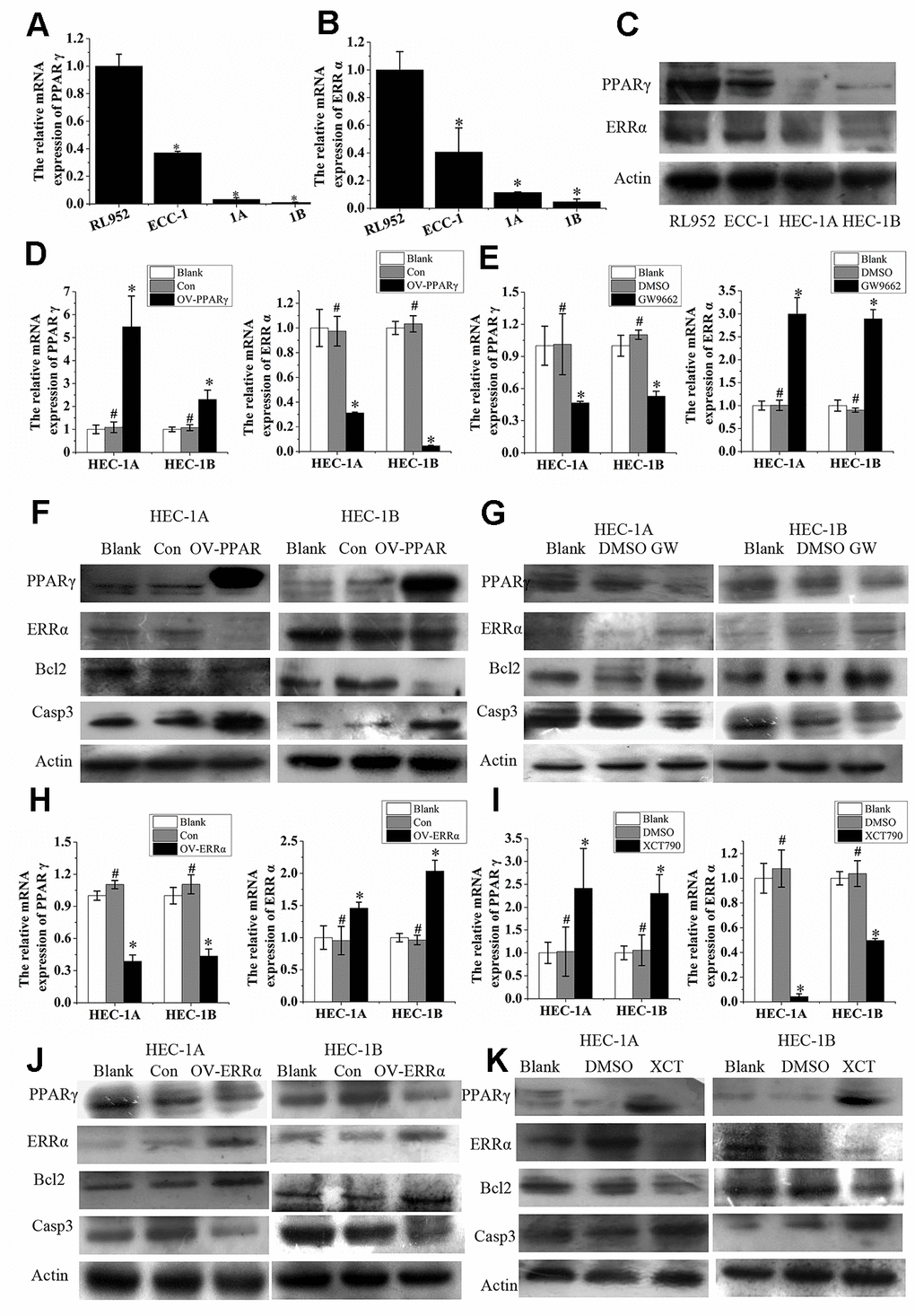 ERRα and PPAR γ negatively regulate each other in EC cells. (A) The relative mRNA expression of PPARγ and (B) the relative mRNA expression of ERRα in RL952, ECC-1, HEC-1A, and HEC-1B cells. (C) Protein expression of PPAR γ and ERRα in RL952, ECC-1, HEC-1A, and HEC-1B cells. (D) Upregulated PPARγ and (E) suppressed PPARγ by GW9662: the relative mRNA expression of PPARγ and ERRα in EC cells. (F) Upregulated PPARγ and (G) suppressed PPARγ by GW9662: the protein expression of PPARγ and ERRα in EC cells. (H) Upregulated ERRα and (I) suppressed ERRα by XCT790: the relative mRNA expression of ERRα and PPARγ in EC cells. (J) Upregulated ERRα and (K) suppressed ERRα by XCT790: the protein expression of PPAR γ and ERRα in EC cells. OV-PPARγ, overexpression of PPARγ. OV-ERRα, overexpression of ERRα. EC, endometrial cancer. *, P0.05.