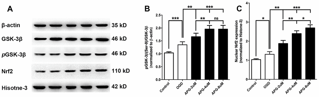 Effect of APG treatment on phosphorylation of GSK-3β at Ser-9 and nuclear Nrf2 expression. (A) Comprehensive photograph of p-GSK-3β (Ser-9), total GSK-3β, and nuclear Nrf2 expression and the corresponding β-actin and histone-3 bands. (B) APG treatment increased the phosphorylation of GSK-3β compared with the OGD group. (C) Statistical analysis of western blotting result for Nrf2 in the control, OGD, and APG (2 μM, 4 μM and 8 μM) treatment groups. APG treatment increased Nrf2 nuclear expression compared with the OGD group. n = 5 per group. * P  P  P 