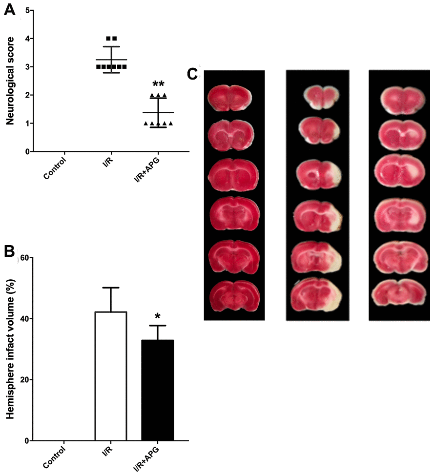 Neuroprotective effect of APG treatment against focal cerebral ischemic/reperfusion injury in rats. (A) Neurological scores; (B) infarct volumes at 72 hours after reperfusion; (C) representative photographs of TTC staining. APG treatment significantly ameliorated the neurological scores and reduced infarct size compared with the I/R group (n = 8). * P  P 