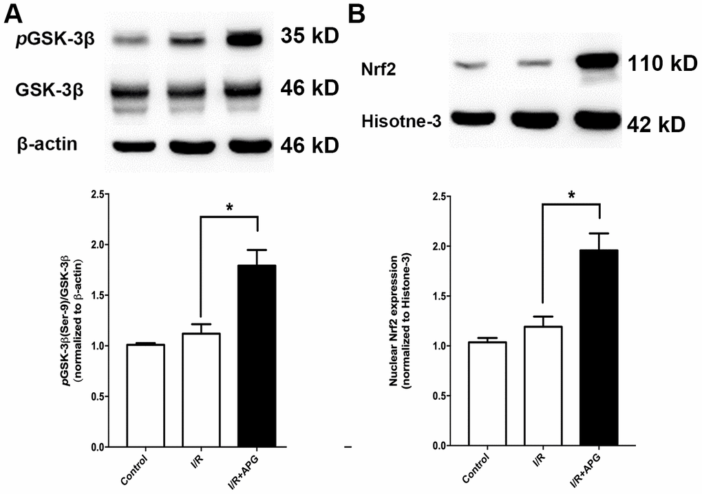 Effect of APG treatment on p-GSK-3β (Ser-9) expression and Nrf2 nuclear translocation. (A). APG treatment increased the phosphorylation of GSK-3β as compared with the I/R group. (B) The comprehensive photograph and analysis result of western-blot statistical analysis of Nrf2 in the control, I/R, and APG (50 mg/Kg) treatment groups. APG treatment increased Nrf2 nuclear expression as compared with the I/R group. n = 5 per group. * P 