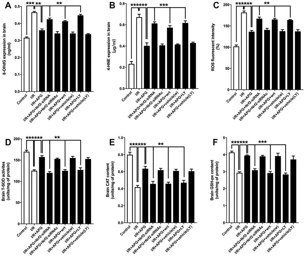 PI3K inhibitors wortmannin and LY294002 or Nrf2 knockdown abated the increase in antioxidant enzymes and reversed the relief of oxidative stress induced by APG treatment. Cellular oxidative products and antioxidant enzyme activities are illustrated. Both the GSK-3β phosphorylation inhibition induced by PI3K inhibitors and the Nrf2 knockdown produced by siRNA increased the 8-OHdG (A), 4-HNE (B) and ROS (C) contents and decreased all the content of SOD (D), CAT (E) and GSH-px (F) (n =6 per group). ** P P vs. I/R+APG group.