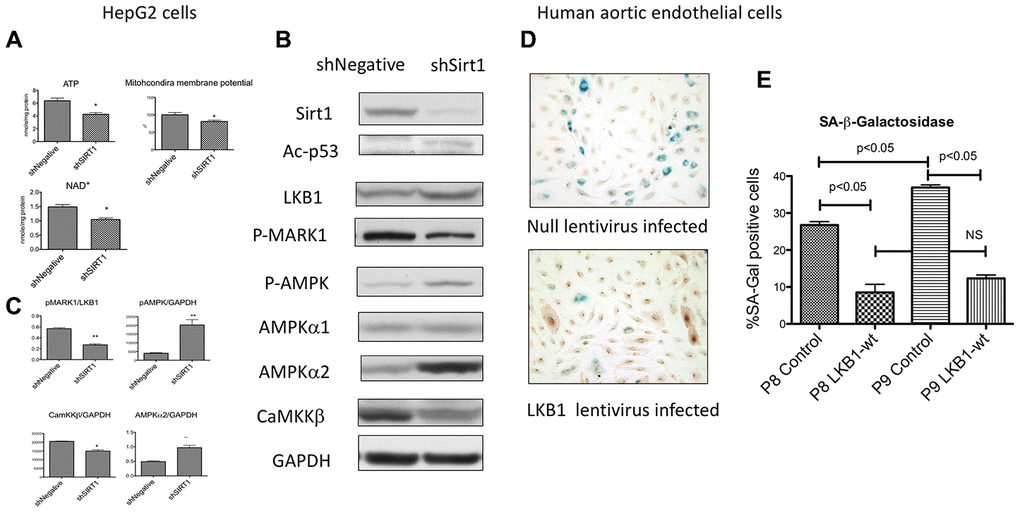 (A–C) Effects of Sirt1 knock-down in HepG2 cells after 3-5 passages. (A) Sirt1 knock-down decreased ATP, mitochondria membrane potential, and NAD+ levels (n=6, *pB, C) Sirt1 knock-down increased pAMPK levels and AMPK α2. It decreased LKB1 specific activity (pMARK1/LKB1) and CaMKKβ. (n=4, *pD, E) Effects of LKB1 epitopic expression by lentivirus on cellular senescence of cultured primary human aortic endothelial cells. LKB1 or null lentivirus was infected to the endothelial cells at passage 5 and passaged up 9. SA-β-Gal activity by X-gal staining and LKB1 immunostaining (DAB as substrate) were performed at passages 8 and 9. A significant increase in the percentage of SA-β-Gal positive cells was observed between passages 8 and 9 in null-lentivirus infected cells (n=6, *p