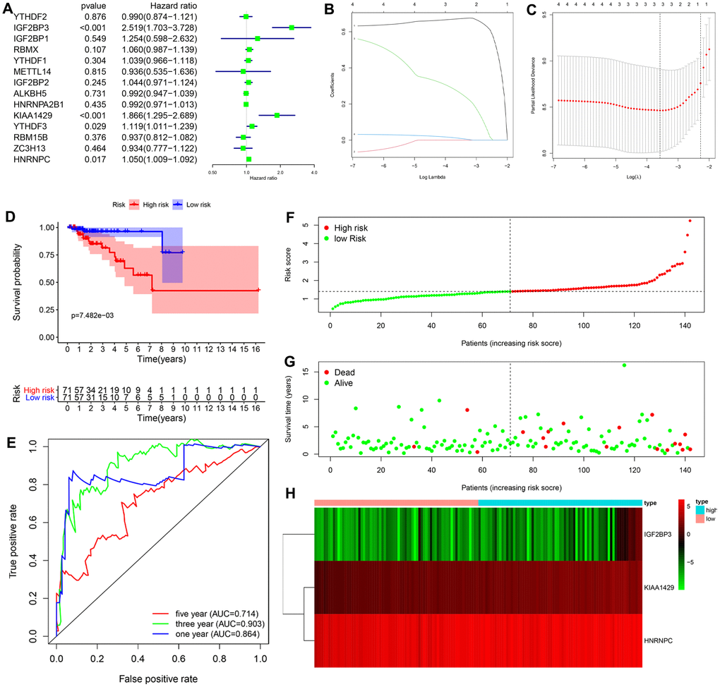 Construction and evaluation of the 3-gene prognostic risk signature in the training cohort of KIRP patients. (A) Univariate Cox regression analysis results show the p values and hazard ratios (HR) with confidence intervals (CI) of the 14 differentially expressed m6A RNA methylation regulatory genes. (B, C) LASSO Cox regression analysis results show the identification of the 3 prognostic risk signature genes. (D) Kaplan-Meier survival curves show the overall survival (OS) rates of high-risk (n=71) and low-risk (n=71) KIRP patients of the training cohort. The high-risk group shows shorter OS compared to the low-risk group. (E) ROC curve analysis results show the accuracy and reliability of the prognostic risk signature in determining the 1-year, 3-year, and 5-year survival outcomes of the high- and low-risk KIRP patients in the training cohort. The AUC values are shown in parenthesis. (F) The risk score distribution of the high-risk (red) and low-risk (green) KIRP patients in the training cohort. (G) The distributions of training cohort patients based on their survival times and risk scores. The red dots represent patients that have died, whereas, the green dots denote patients that are alive at the time of analysis. (H) The heatmap shows the expression levels of the three prognostic risk-related m6A RNA methylation regulators in the high-risk (blue) and low-risk (pink) KIRP patients of the training cohort.