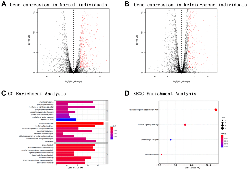 Volcano plots of mRNA expression in the two groups; GO and KEGG enrichment analyses of specific genes expressed in keloid-prone individuals. (A) mRNA expression in normal individuals. (B) mRNA expression in keloid-prone individuals. (C) GO enrichment analysis. (D) KEGG enrichment analysis. In A and B, the left side of the dashed line represents the uninjured state (day 0); the right side represents the injured state (day 42).