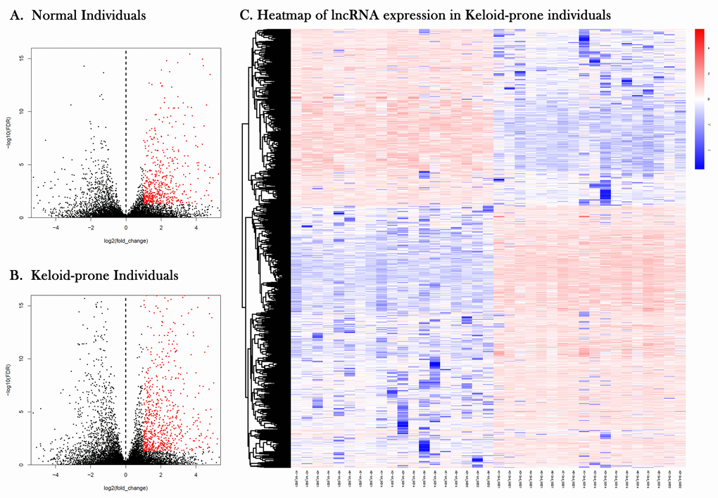 Volcano plots and heatmap of lncRNA expression in keloid-prone individuals. (A) lncRNA expression in normal individuals. (B) lncRNA expression in keloid-prone individual group. In A and B, the left side of the dashed line represents the uninjured state (day 0); the right side represents the injured state (day 42). (C) Heatmap of lncRNA expression before and after injury in Keloid-prone groups.