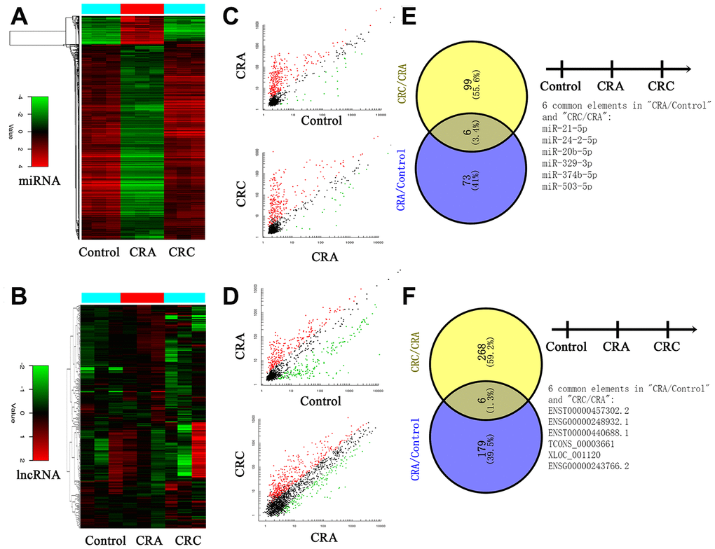 Circulating non-coding RNA expression landscape of in HC, CRA and CRC patients. (A, B) Cluster analysis for the miRNA and lncRNA expression in HC, CRA and CRC groups. Each group including three samples. (C, D) The scatter distribution of aberrant expressed miRNA/lncRNA in different groups. (E, F) The candidate miRNA/lncRNA was screened through Venny analysis.