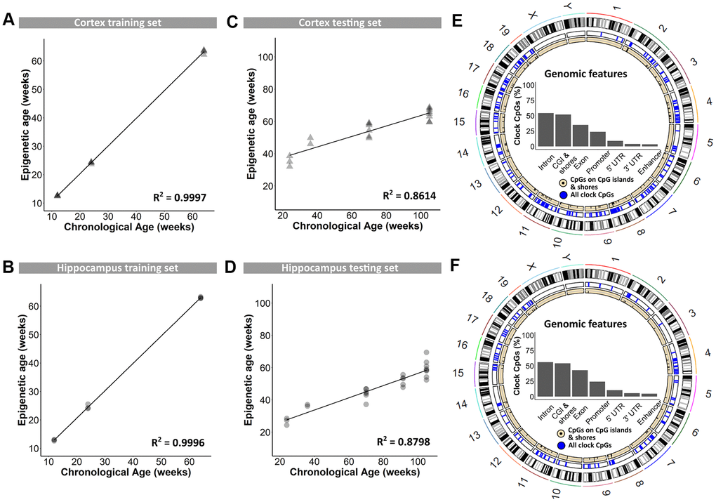 Training and testing of the DNAge® algorithm to predict chronological age in mouse cortical and hippocampal tissue. (A, B) A tissue-specific algorithm was designed for cortex (A) and hippocampus (B) to accurately predict chronological age. N = 3 – 4. (C, D) The DNAge® algorithm was tested on an independent sample set of male B6 mice for both cortex (C) and hippocampus (D). N = 2 – 8. (E, F) Circos plots indicate the genomic locations of clock CpG-sites in CpG-islands (black) and all clock CpG-sites (blue) in cortex (E) and hippocampus (F). Insets indicate relative distributions of clock CpG-sites across genomic features.