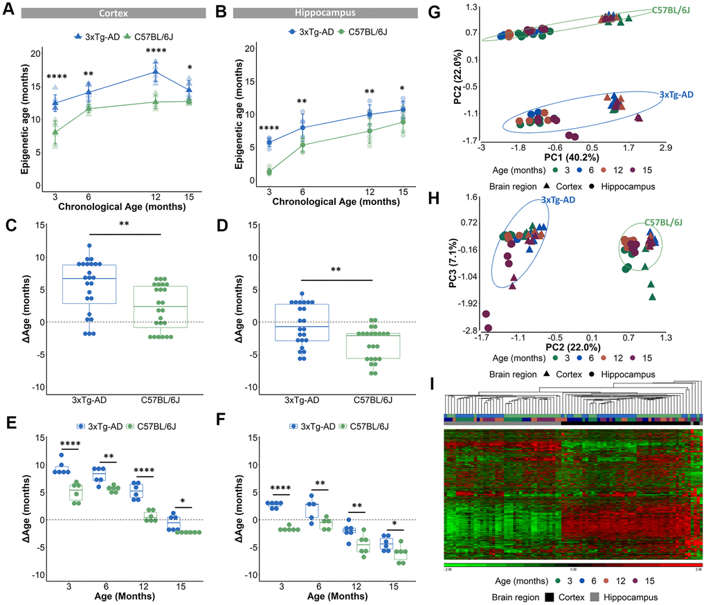 Acceleration of epigenetic age in AD mice compared to B6 mice in cortical and hippocampal tissue. (A, B) The predicted epigenetic age for cortex (A) and hippocampus (B) of AD (blue) and B6 (green) mice. Mean ± SD. (C, D) The mean ΔAge and (E, F) the ΔAge per chronological time point for cortex and hippocampus of AD (blue) and B6 (green) mice. N = 6. * p G, H) A principal component analysis (PCA) with PC1 and PC2 (G) and PC2 and PC3 (H) based on the DNA methylation value of 1696 CpGs in AD (blue) and B6 (green) mouse cortex (triangles) and hippocampus (circles). Age is colored by month. (I) Based on the same 1696 CpGs, unsupervised hierarchical clustering was performed using the AD (blue) and B6 (green) mouse cortex (black) and hippocampus (grey).