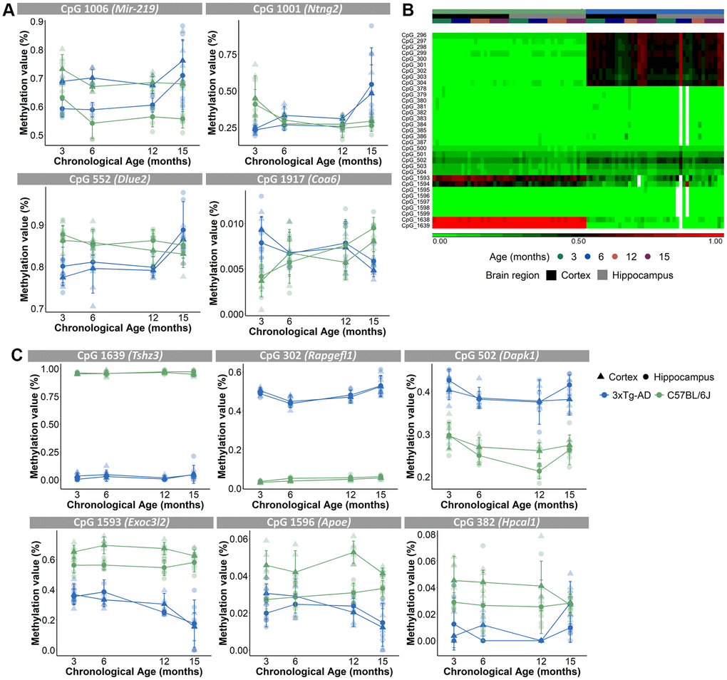 Different age-associated methylation profiles for AD mice compared to B6 mice. (A) Methylation profiles of CpGs in close proximity of Mir-219, Ntng2, Dlue2 and Coa6 genes for the cortex (triangles) and hippocampus (circles) were opposite for the AD (blue) and B6 (green) mice. N = 4. Mean ± SD. (B) Unsupervised hierarchical clustering using AD (blue) and B6 (green) mouse cortex (black) and hippocampus (grey) for 33 of the 157 CpG-sites that were differentially methylated for strain. (C) Methylation profiles for the cortex (triangles) and hippocampus (circles) of CpGs, associated with AD-related genes Tshz3, Rapgefl1, Dapk1, Exoc3l2, Apoe and Hpcal1 genes, show differing values between AD (blue) and B6 (green) mice.