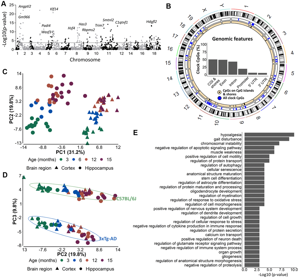 The 175 most significant age-associated CpGs cluster together in genomic regions important for developmental, aging-related and neuronal functions. (A) A Manhattan plot of the 1696 CpG-sites with 10E-4 as cut-off value indicating the 175 most significant age-associated CpGs. (B) Circos plots of genomic locations of the 175 CpGs in CpG-islands (black), and all clock CpG-sites (blue). Insets indicate relative distributions of clock CpG-sites across genomic features. (C, D) A principal component analysis (PCA) with (C) PC1 and PC2 and (D) PC2 and PC3 based on the DNA methylation value of 175 most significant age-associated CpGs in AD (blue) and B6 (green) mouse cortex (triangles) and hippocampus (circles). Age is colored by month. N = 6. (E) The GREAT analysis associated the 175 CpGs with a regulatory domain in the mouse genome.