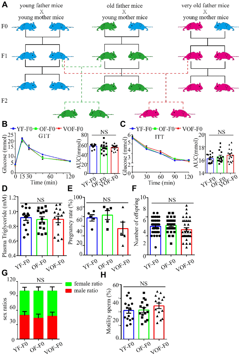 Experimental design and establishment of advance paternal age (APA) mouse models. (A) Experimental design to obtain F1 and F2 offspring mice. Blue, green and red cartoon mice indicate young father mice (2 months old, YF-F0), old father mice (12 months old, OF-F0) and very old father mice (18 months old, VOF-F0) and their progenies. (B) Blood glucose during the glucose tolerance test (GTT) (n=15/group for each group) (left panel) and area under the curves (AUC) results (right panel). (C) Blood glucose during the insulin tolerance test (0.5 U/kg) (n=15/group for each group) (left panel) and AUC results (right panel). (D) The plasma triglyceride in three groups. (n=15 for each group). (E–H) The pregnancy rate (n=5 for each group) (E), litter size (n=40, 31, 35 litters, respectively) (F), sex ratio (n=5 for each group) (G) and sperm motility (n=15 for each group) (H). Data are presented as the mean ± s.e.m. NS, P≥0.05, versus control (linear regression analysis for GTT assay and one-way ANOVA for other assays).