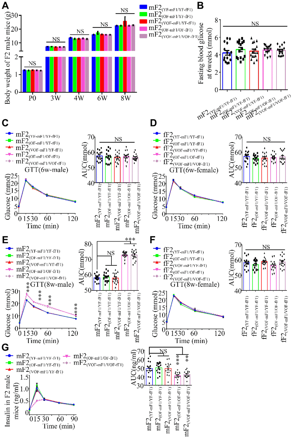 Body weight, blood glucose during GTT and insulin concentrations in F2 progeny. (A) the body weight trajectories in male F2 progeny (n=30 male offspring for each group, ≥ 5 litter size/group). (B) Fasting blood glucose. (n=15 male offspring for each group, ≥ 5 litter size/group). (C–F) Blood glucose during GTT at 6 (C and D) and 8 (E and F) weeks of age (n=15/each sexual offspring, ≥ 5 litter size/group). (G) Plasma insulin concentration in glucose-stimulated conditions (n=15/male offspring for each group, ≥ 5 litter size/group). mF2 and fF2 were referred to the male and female progenies from F1 mice, respectively. Data are presented as the mean ± s.e.m. NS, P≥0.05; ***, P