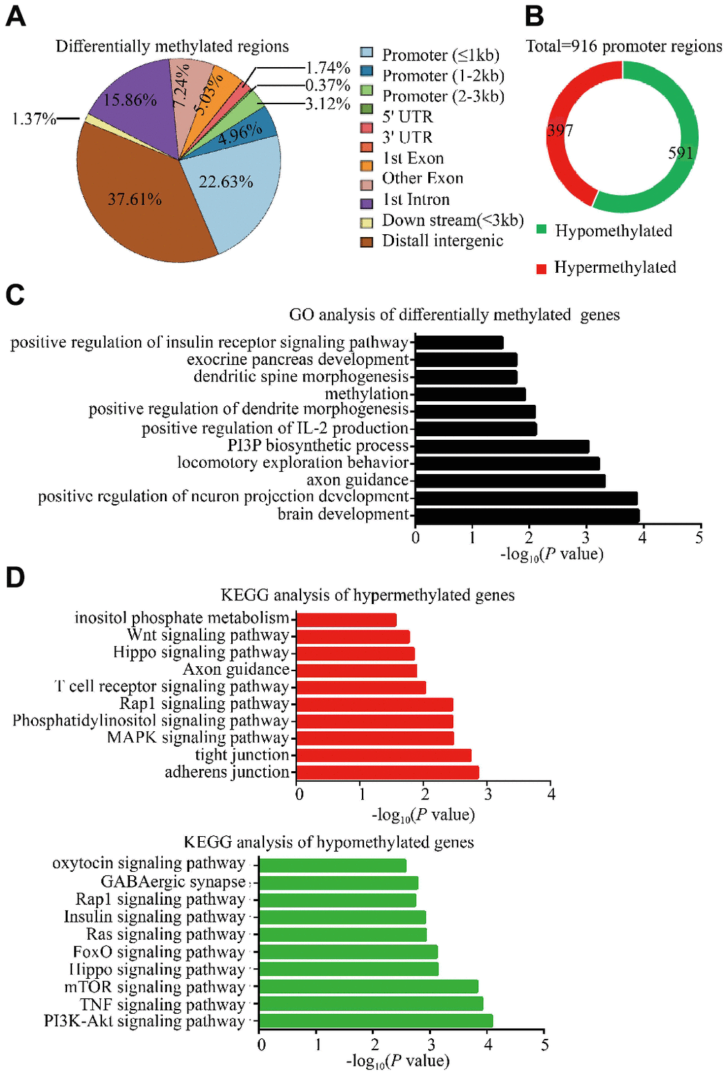 Methylation changes in F0 aged sperm implicated alterations in several autism-associated and glucose metabolism associated pathways. (A) Whole genome bisulfite sequencing (WGBS) identified differentially methylated regions (DMRs) in F0 aged sperm (n=2), showing the distribution of DMRs (qn=3). (B) the pie plot showed the total number of DMRs within promoter regions. Red and green indicate hypermethylated and hypomethylated promoter regions in F0 aged sperm, respectively. (C) Gene ontology (GO) analysis of biological function identified significantly enriched terms in DMRs within whole genome. (D) KEGG analysis revealed significantly enriched pathways among the genes with DMRs in whole genome. Red and green bars indicate the hypermethylated and hypomethylated regions in F0 aged sperm, respectively.