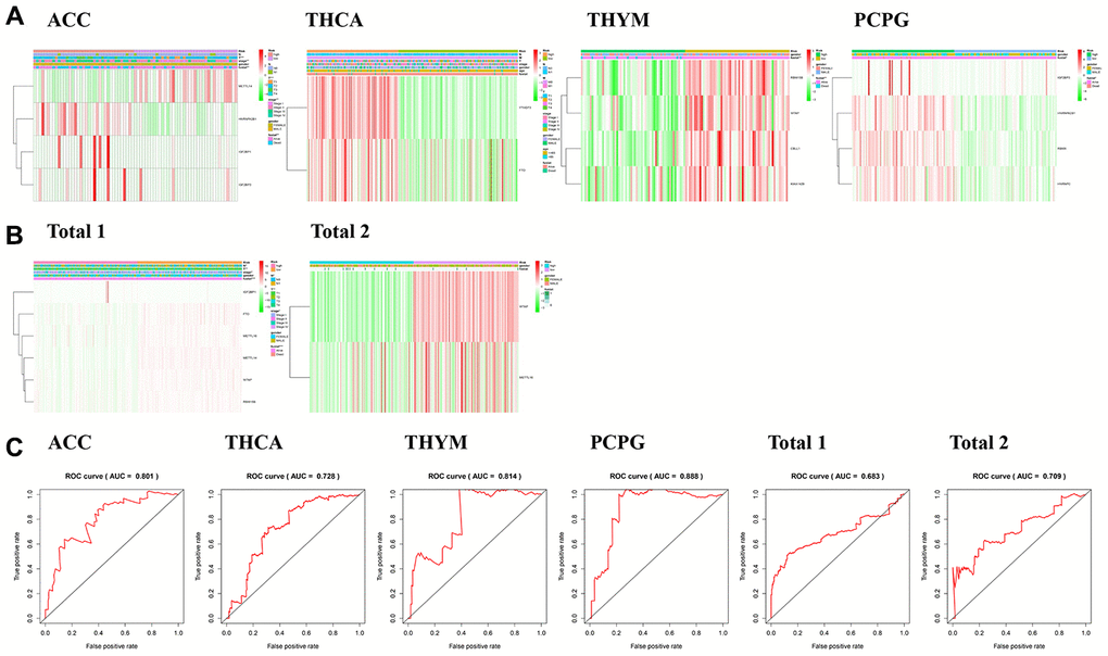 Relationship between risk score, m6A regulatory genes and clinicopathologic characteristics. (A, B) Heatmaps showed the expression levels of different m6A regulatory genes in low-risk and high-risk patients. The distribution of clinicopathological features in low-risk and high-risk groups was compared. (C) ROC curve shows the signature of risk prediction efficiency in endocrine system tumors.