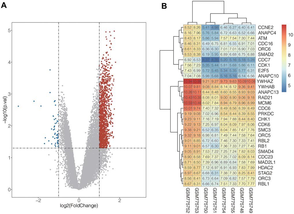  (A) Volcanic map of DEGs distribution. The abscissa of volcano map is the logarithmic value of the fold change (FC) of each sample, and the ordinate is the logarithm of 10 corresponding to the P value of the corresponding sample Negative values, the red and blue dots respectively represent genes that are up-regulated and down-regulated, and the grey dots represent genes that are not significantly different. (B) The expression heat map of the genes in cell cycle pathway. Red represents high gene expression and blue represents low gene expression.