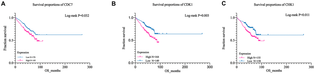 Kaplan-Meier survival curves of MM patient. (A) Kaplan-Meier analysis for overall survival of CDK1; (B) Kaplan-Meier analysis for overall survival of CDC7;(C) Kaplan-Meier analysis for overall survival of CHK1.
