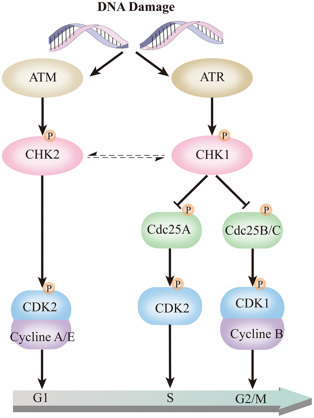 ATR-CHK1 and ATM-CHK2 in the cell cycle pathway.
