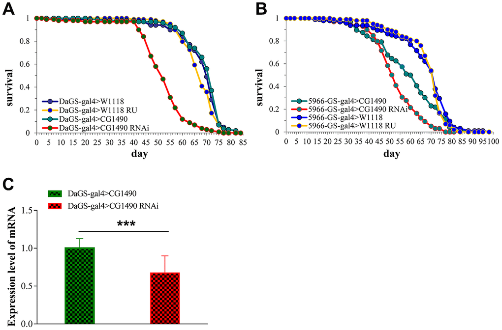 The effect of dusp7 knockdown on the lifespan of Drosophila. (A) The dusp7 expression level when RU486 was added to induce dusp7 knockdown (*** p means hybridization). (B) The lifespan curve when dusp7 was knocked down in Drosophila. (C) The lifespan curve under specific knockdown of dusp7 in the Drosophila intestinal track.