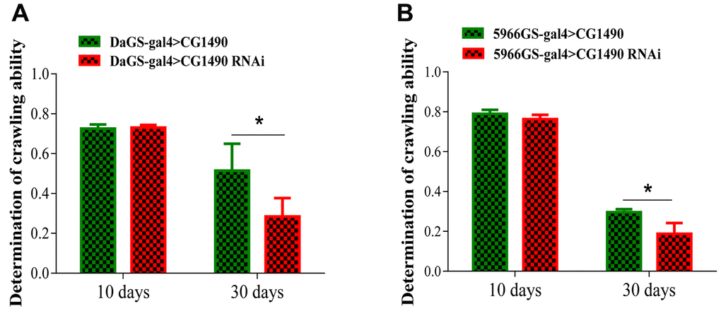 Knockdown of dusp7 decreases the climbing ability of Drosophila. (A) Effect on the climbing ability of Drosophila after dusp7 knockdown (* pB) Effect on the climbing ability of Drosophila after dusp7 knockdown in the gut (* p: hybridization).