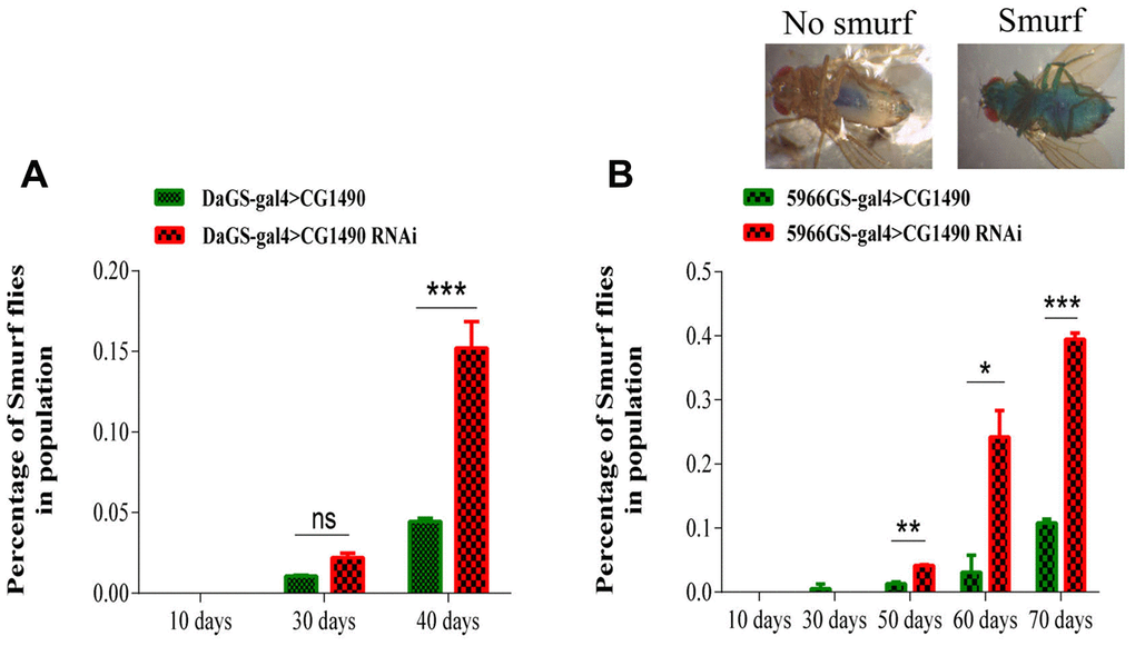 Effect of dusp7 knockdown on the intestinal function of Drosophila. (A) Effect on the intestinal integrity of Drosophila after systemic knockdown of the ubiquitin-specific protease dUSP7(*** pB) Effect on intestinal integrity of Drosophila after gut-specific knockdown of the ubiquitin-specific protease dUSP7 (* ppp: hybridization).