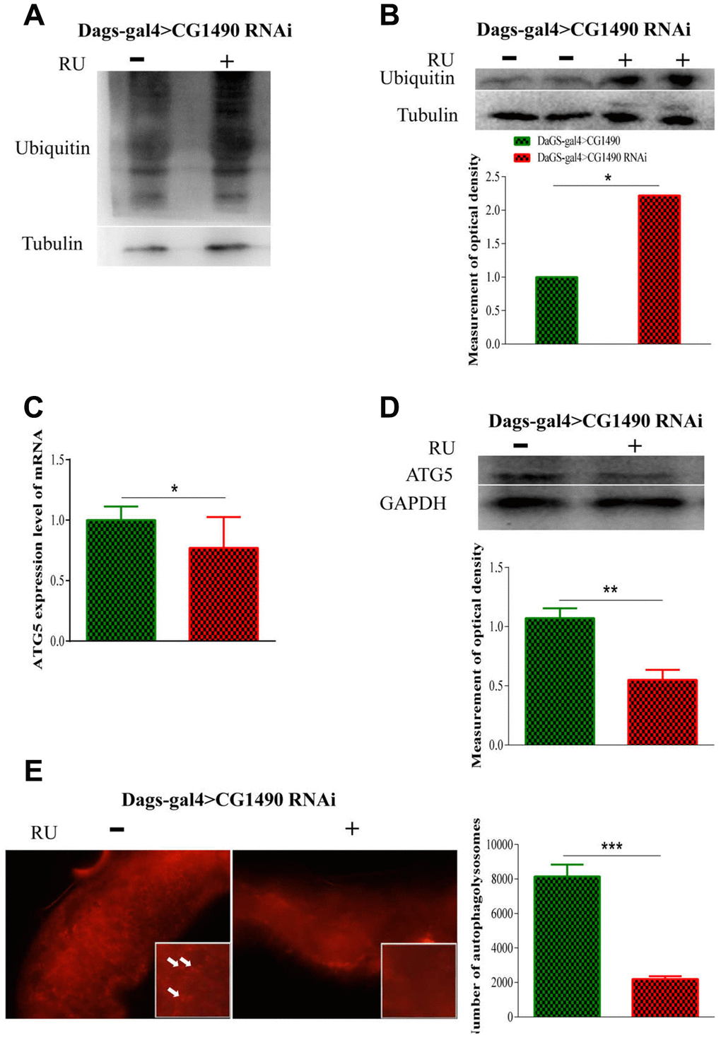 Effect of dusp7 in Drosophila on the control of protein in vivo. (A) The protein ubiquitination level after dusp7 knockdown in Drosophila. (B) The ubiquitination level after dusp7 knockdown in Drosophila (* p. (C) Autophagy-related gene expression after dusp7 knockdown in Drosophila (* pD) Autophagy-related protein expression after dusp7 knockdown in Drosophila (** pE) The effect of autolysosomes after dusp7 knockdown in Drosophila (*** p: hybridization; + means adding Ru to induce expression; - means no adding RU).