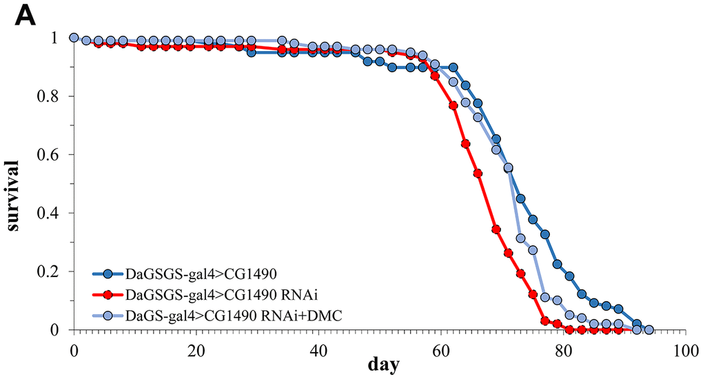 Lifespan of dusp7-knockdown group after adding DMC (A) Effect on the lifespan of adding DMC to dusp7-knockdown Drosophila (>: hybridization).