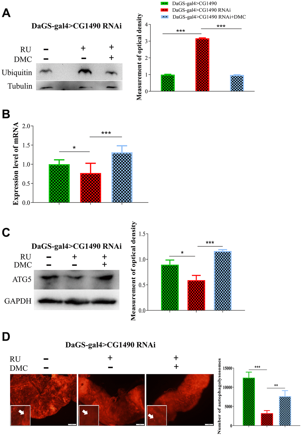 Effect of DMC addition on protein degradation in dusp7-knockdown Drosophila. (A) Expression level of ubiquitin protein (*** pB) Expression level of autophagy-associated gene (* ppC) Expression level of autophagy-associated protein (* ppD) Number of autolysosomes (** pp: hybridization; + means adding corresponding ingredients; - means no adding corresponding ingredients).