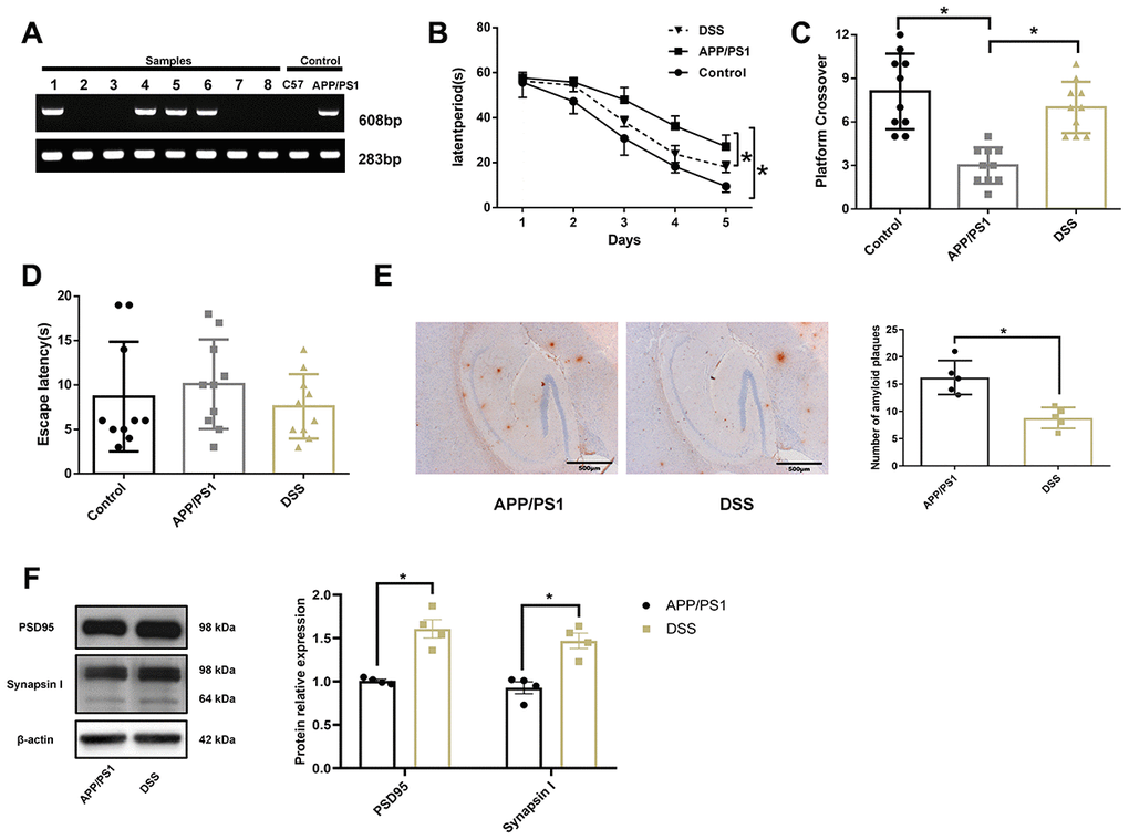 Danggui-Shaoyao-San rescued learning and memory deficits in APP/PS1 transgenic mice. (A) The genotype identification of APP/PS1 double transgenic mice; (B) Escape latency during the acquisition phase of the Morris water maze test; (C) The number of crossings over the previously hidden platform area in the Morris water maze test; (D) Escape latency during the visible platform phase of the Morris water maze test. N = 10 mice/group; Age = 7 months; Data are represented as mean ± standard deviation (SD), *, PE) Immunohistochemistry of amyloid-β in the brain. N = 5 mice/group; Data are represented as mean ± SD, *, PF) The protein expression of synaptic markers. N = 4 mice/group; Data are represented as mean ± SD, *, P